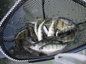 spring fish stocking 2007 i